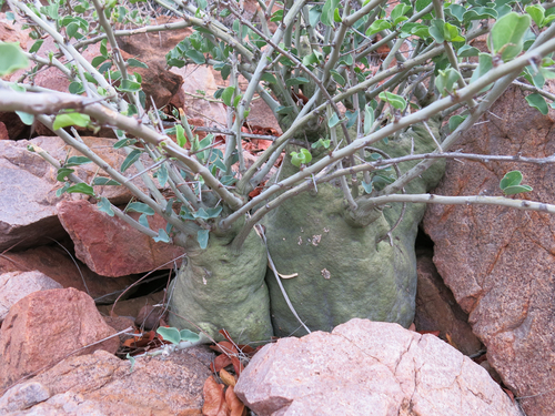 Adenia spinosa