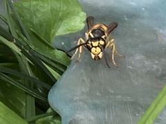 Vespula germanica