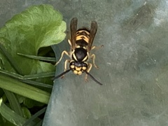 Vespula germanica