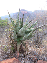 Aloe marlothii marlothii