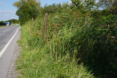 Cyperus longus longus