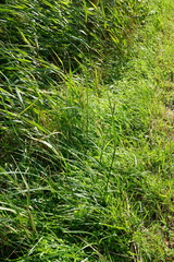 Cyperus longus longus