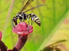 Polybia ruficeps