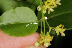 Secamone parvifolia