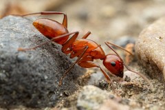 Camponotus schaefferi