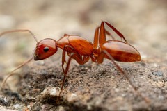 Camponotus schaefferi