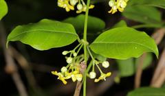 Secamone parvifolia