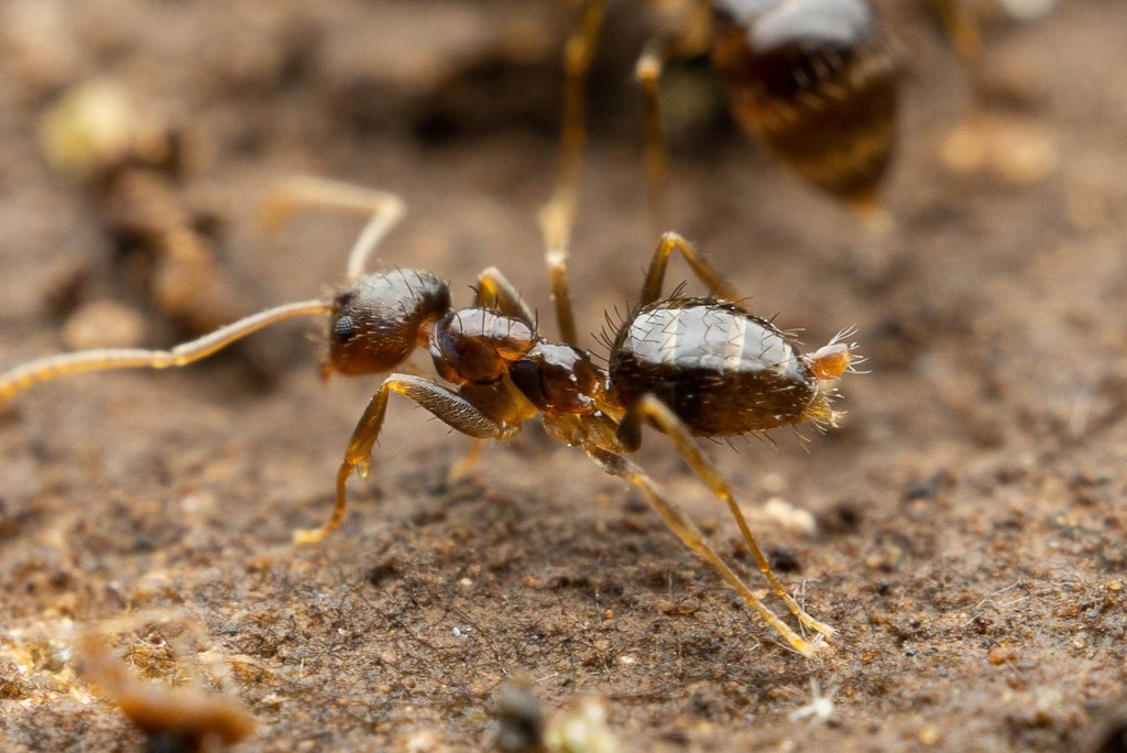 Crazy ants