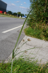 Cyperus longus longus