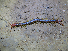 Scolopendrinae