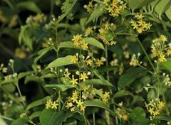 Secamone parvifolia