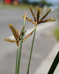 Cyperus longus longus