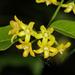 Secamone parvifolia - Photo (c) Wynand Uys, μερικά δικαιώματα διατηρούνται (CC BY), uploaded by Wynand Uys
