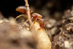 Hypoponera opacior