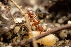 Hypoponera opacior