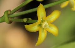 Secamone parvifolia