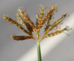 Cyperus longus longus