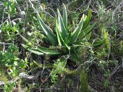 Gasteria acinacifolia