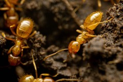 Lasius arizonicus