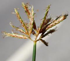 Cyperus longus longus