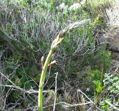 Gasteria acinacifolia
