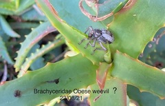 Brachycerus tauriculus