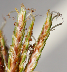 Cyperus longus longus