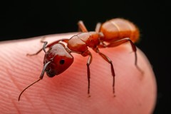 Camponotus schaefferi