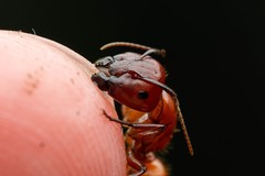 Camponotus schaefferi