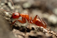 Camponotus schaefferi