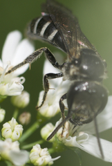 Lasioglossum coriaceum