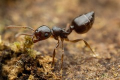 Crematogaster emeryana