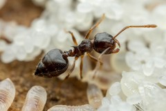 Crematogaster emeryana
