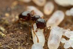 Crematogaster emeryana