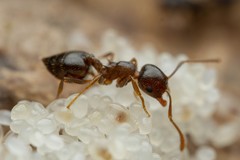 Crematogaster emeryana