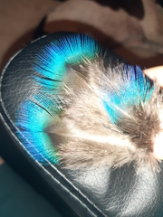 Pavo cristatus
