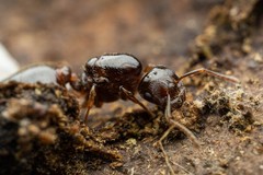 Crematogaster emeryana