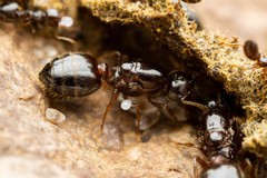 Crematogaster emeryana