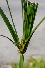 Cyperus longus longus