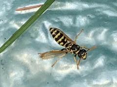 Polistes dominula