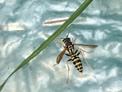 Polistes dominula