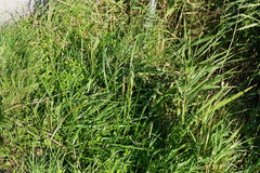 Cyperus longus longus