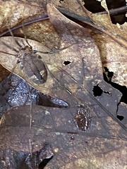 Hadrobunus maculosus