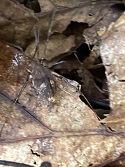 Hadrobunus maculosus