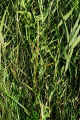 Cyperus longus longus