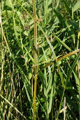 Cyperus longus longus