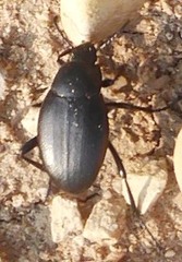 Eleodes fusiformis