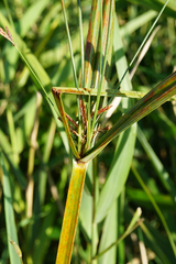 Cyperus longus longus