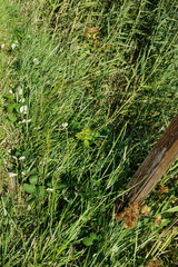 Cyperus longus longus