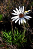 Cape Oxeye - Photo (c) magriet b, some rights reserved (CC BY-SA), uploaded by magriet b